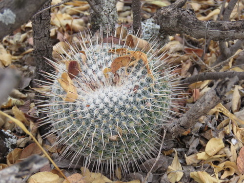 Mammillaria parkinsonii