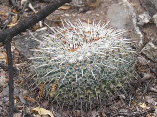 Mammillaria parkinsonii