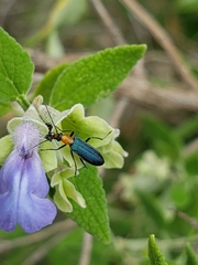 Heliocis repanda