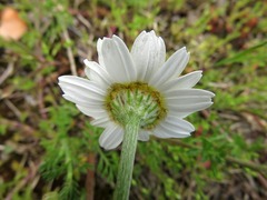 Leucanthemum vulgare