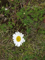 Leucanthemum vulgare