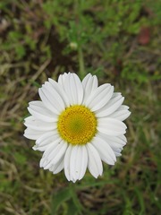 Leucanthemum vulgare