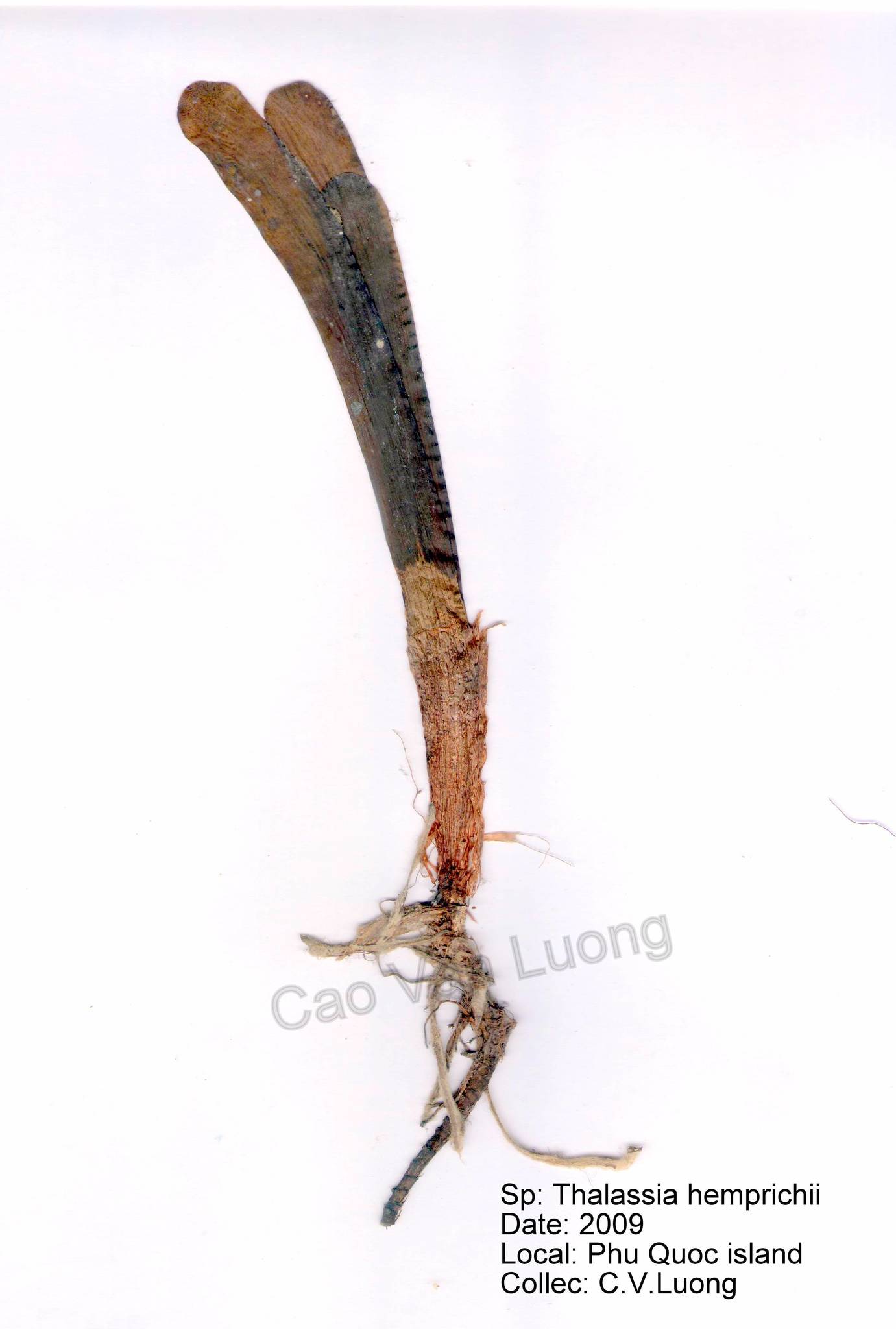 Cỏ bò biển (Thalassia hemprichii)