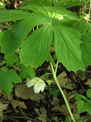 Podophyllum peltatum