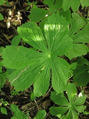 Podophyllum peltatum