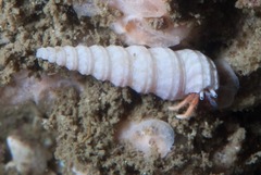 Turritella