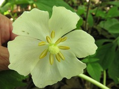 Podophyllum peltatum