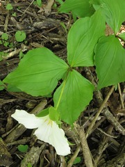 Trillium grandiflorum