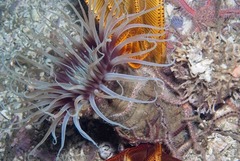 Ceriantheopsis austroafricanus