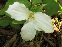 Trillium grandiflorum