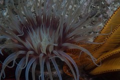Ceriantheopsis austroafricanus