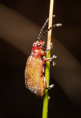 Poneridia macdonaldi