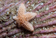 Allostichaster capensis