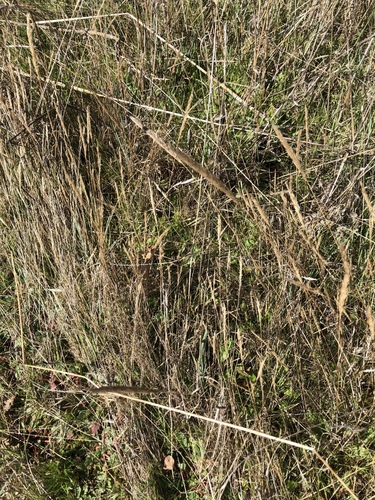 iNaturalist observation photo of nit grass