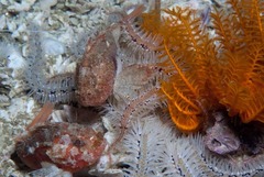 Coccotropsis gymnoderma