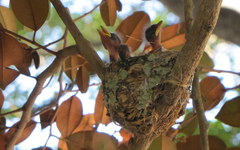 Terpsiphone viridis granti