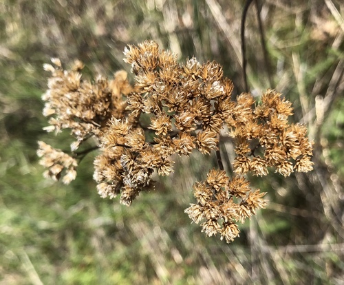 iNaturalist observation photo of common yarrow