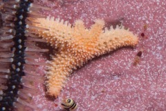 Allostichaster capensis