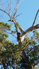 Corymbia calophylla