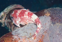 Chorisochismus dentex