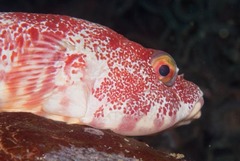 Chorisochismus dentex