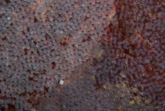 Chorisochismus dentex