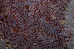 Chorisochismus dentex