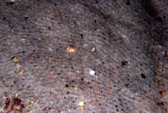 Chorisochismus dentex