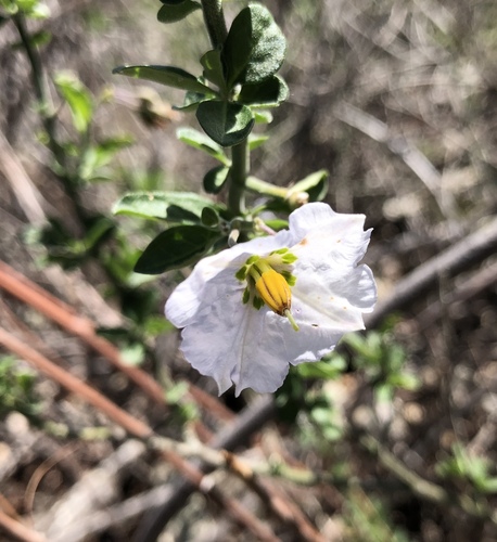 iNaturalist observation photo of bluewitch nightshade