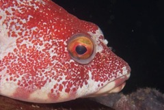 Chorisochismus dentex