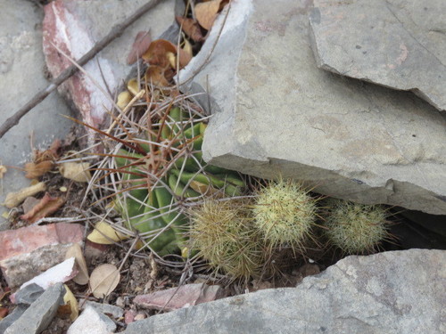 Mammillaria elongata