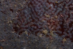 Chorisochismus dentex