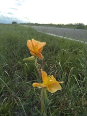 Oenothera mendocinensis
