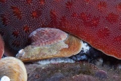 Crepidula porcellana