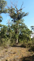 Corymbia calophylla