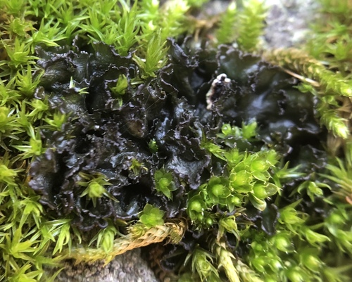 iNaturalist observation photo of Scytinium