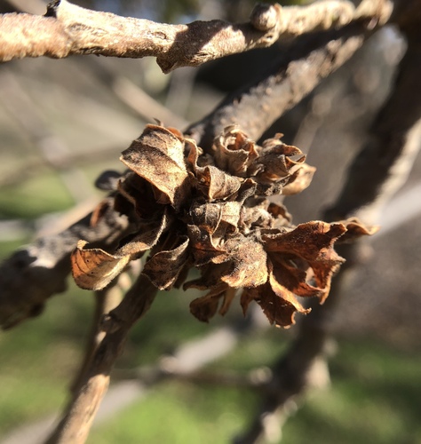iNaturalist observation photo of Rosette-Gall Wasp
