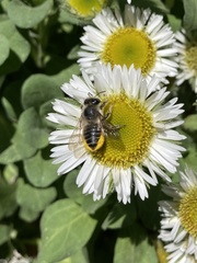 Megachile perihirta