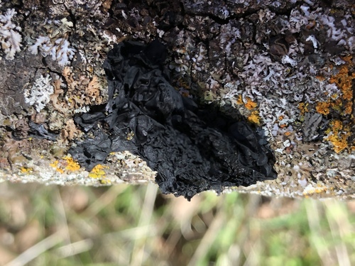 iNaturalist observation photo of Black Witches' Butter