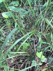 Festuca paradoxa