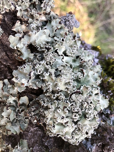 iNaturalist observation photo of shield lichens and allies