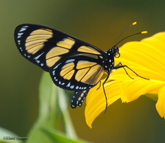 Methona themisto
