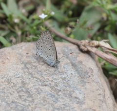 Zizeeria knysna knysna