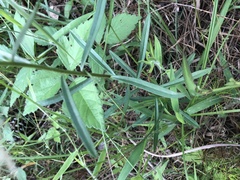 Sericocarpus linifolius