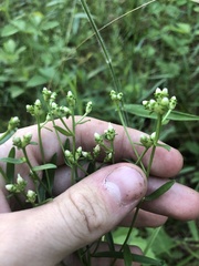 Sericocarpus linifolius