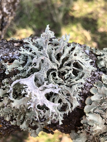 iNaturalist observation photo of Oakmoss