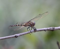 Orthetrum brachiale