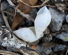 Bulimulus bonariensis