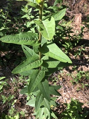 Silphium asperrimum