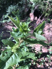 Silphium asperrimum